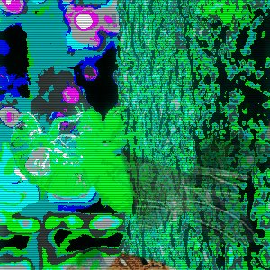 nymphes